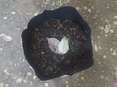 How to use dry leaves? COMPOST