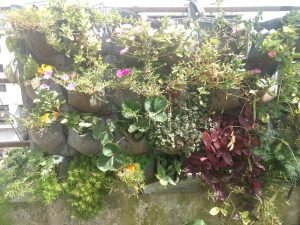 How to create terrace garden without soil, Part 5