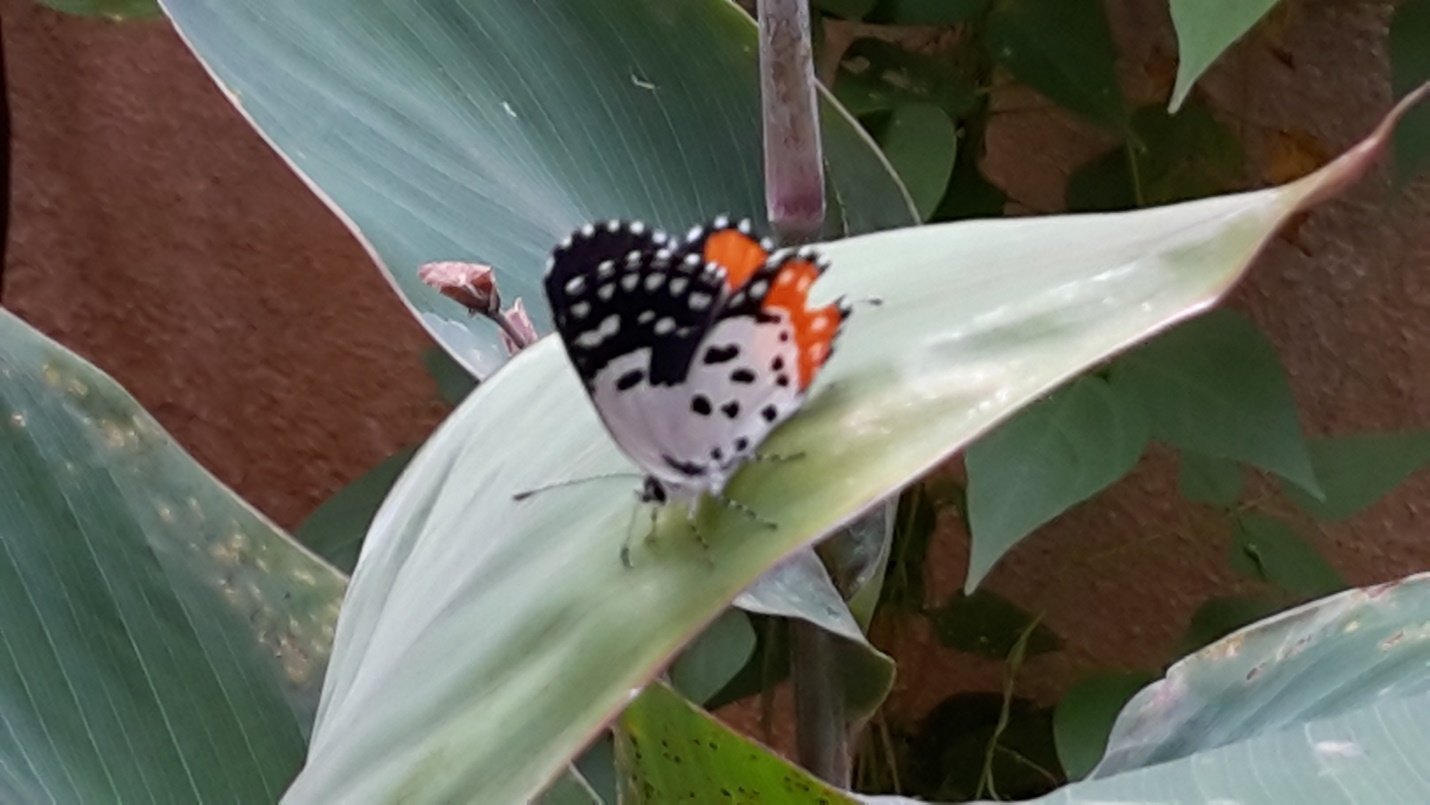 A close up of a green plant Description automatically generated