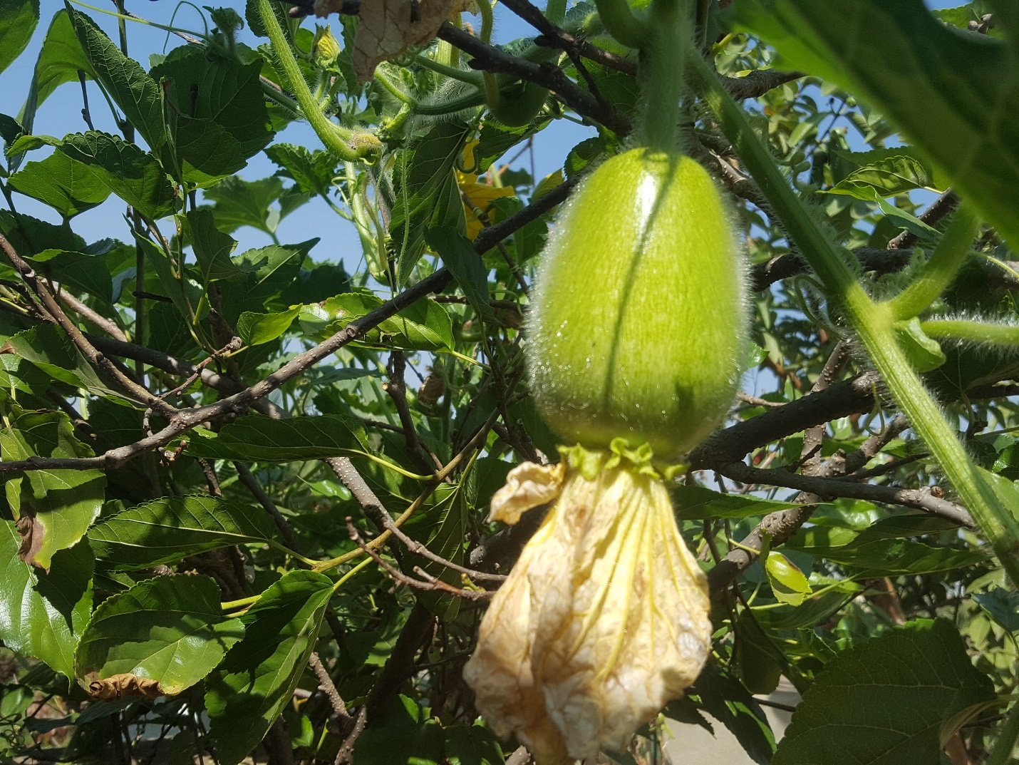 A banana tree with green leaves Description automatically generated