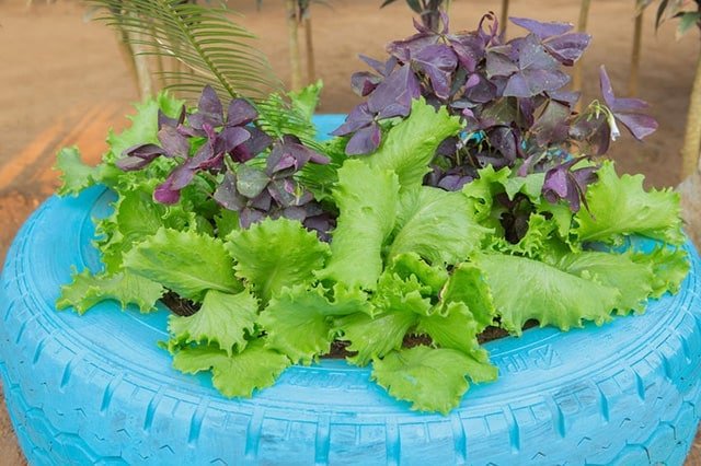 A blue and white cake on a plant Description automatically generated