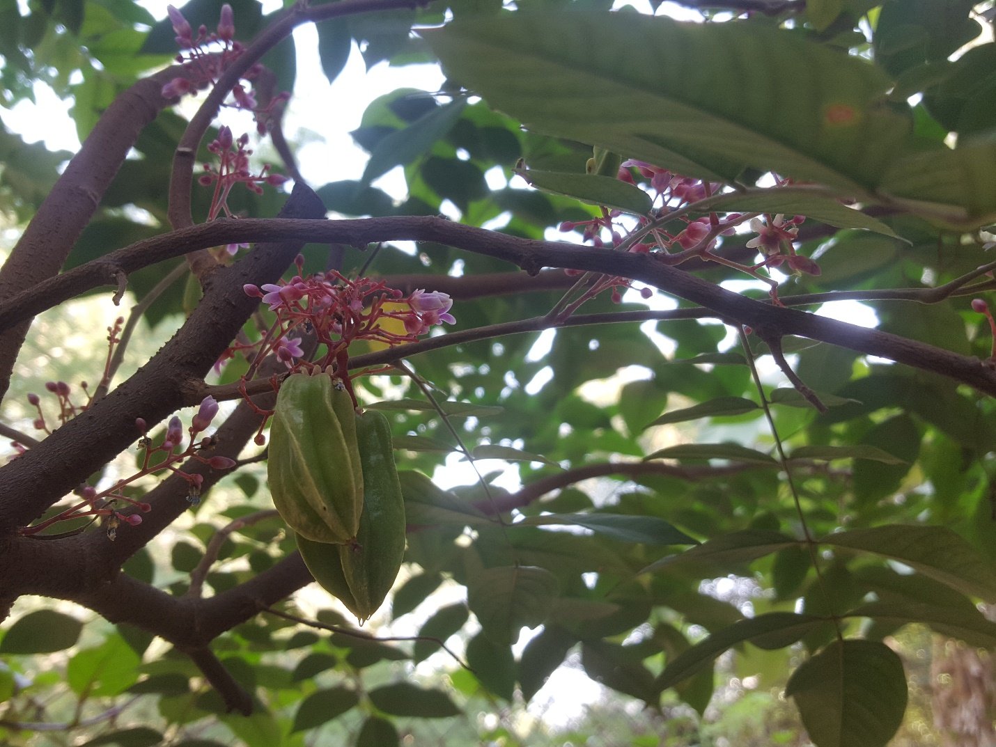 A close up of a fruit tree branch Description automatically generated