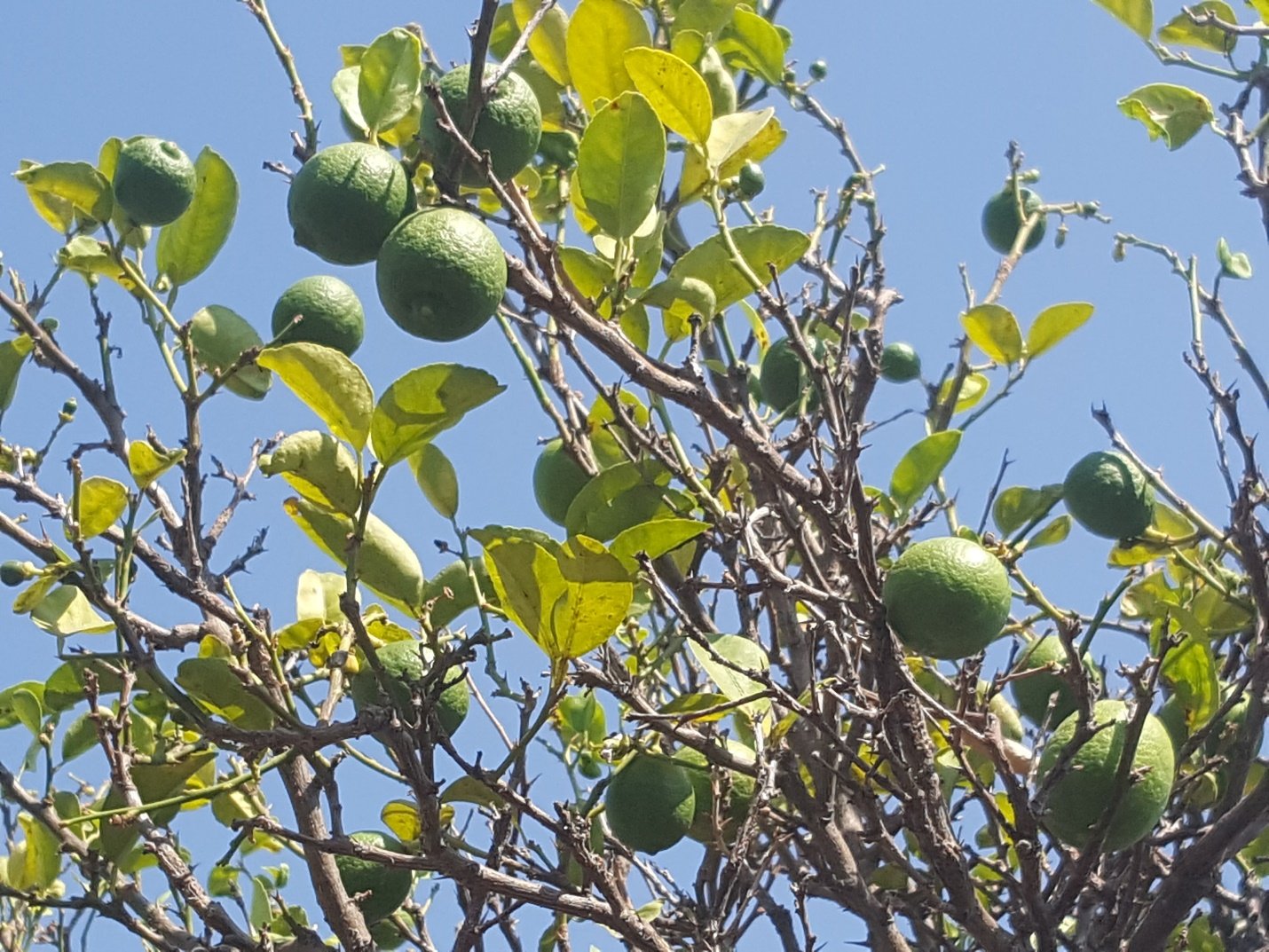 An apple hanging from a tree branch Description automatically generated