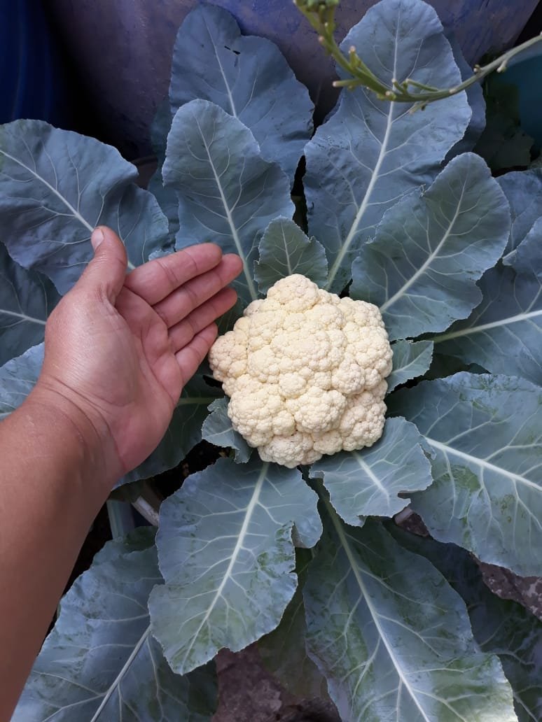 A close up of cauliflower Description automatically generated