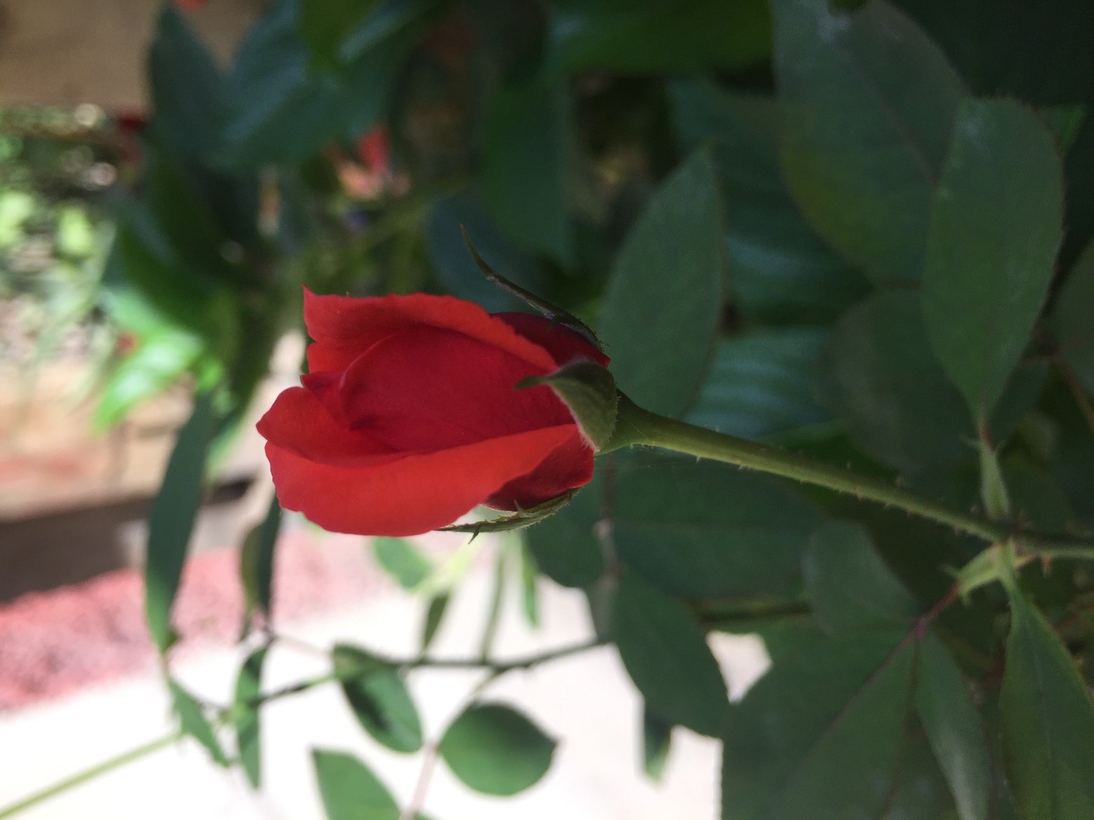 A red flower on a plant

Description automatically generated