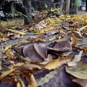 How to Manage Dry Leaves Online Course