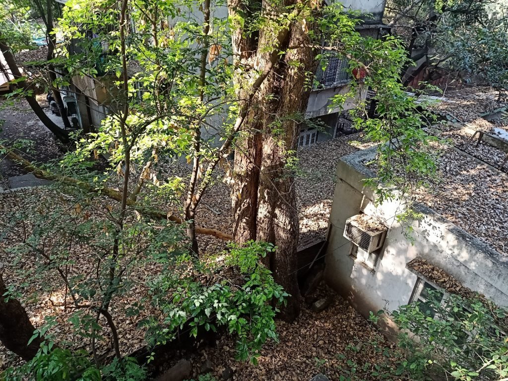 Green tree and dry leaves